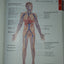 Essentials of Human Anatomy & Physiology (10th Edition)