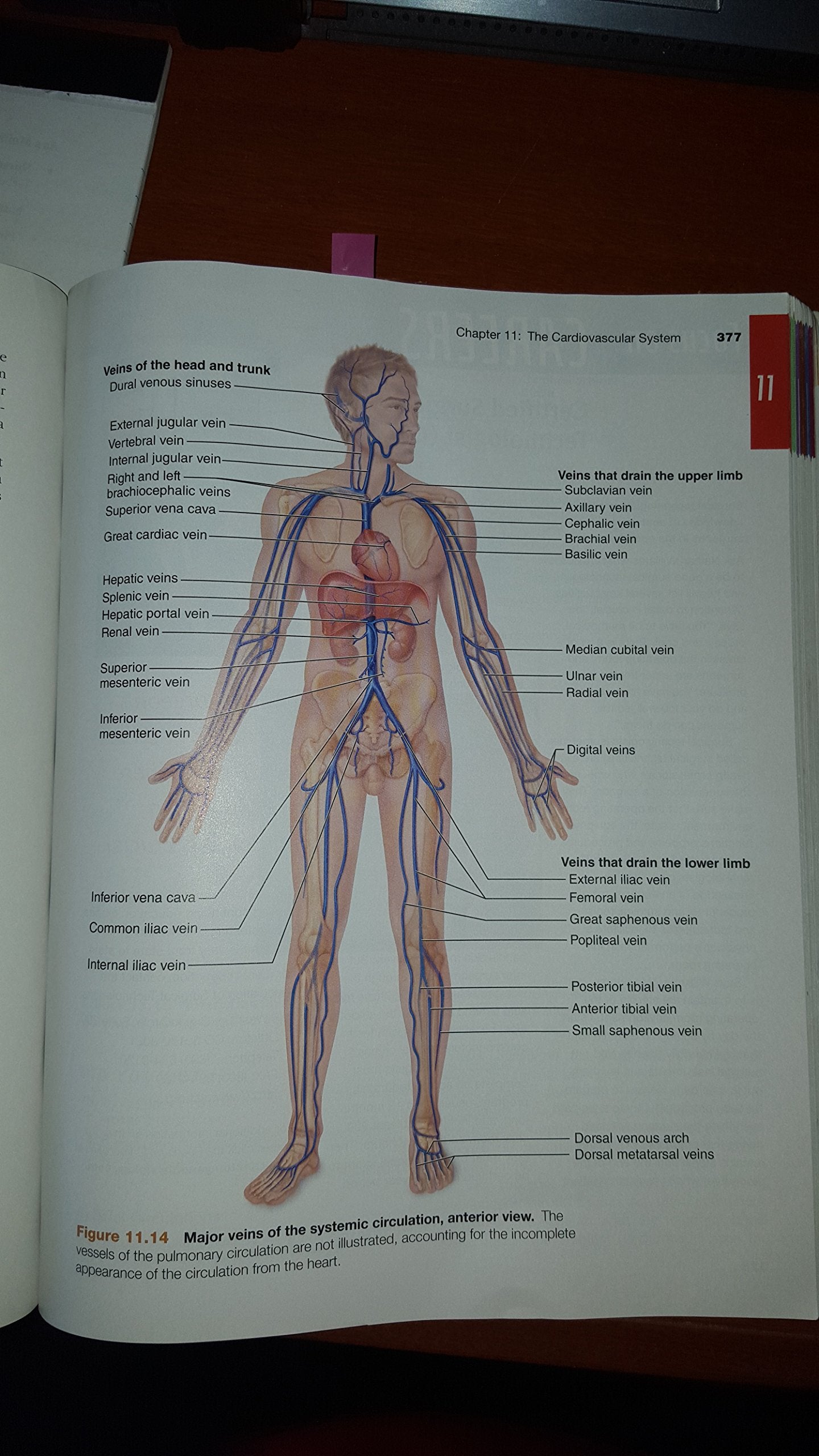 Essentials of Human Anatomy & Physiology (10th Edition)