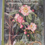 Margaret Mee In Search of Flowers of the Amazon Forests: Diaries of an English Artist Reveal the Beauty of the Vanishing Rainforest