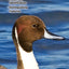 Waterfowl of North America: A Comprehensive Guide to All Species