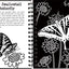 Scratch & Sketch Butterflies & Friends (Trace Along)