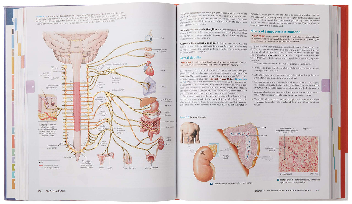 Human Anatomy