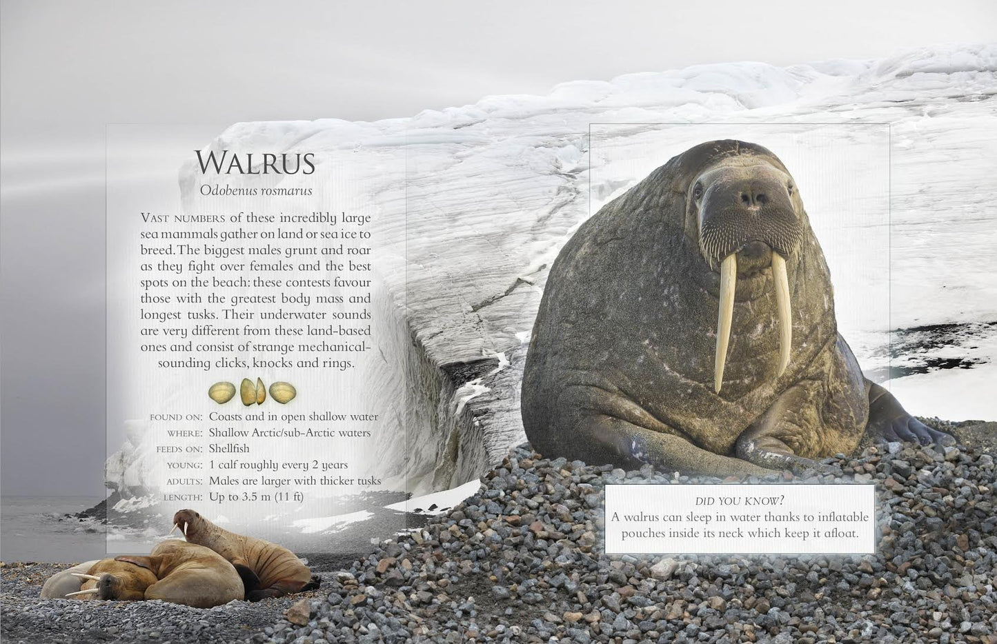 Little Book Of Ocean Animal Sounds by Caz Buckingham