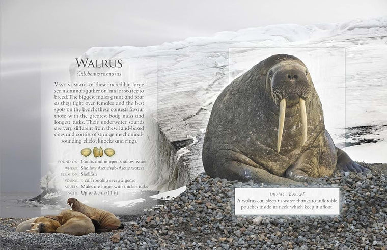 Little Book Of Ocean Animal Sounds by Caz Buckingham