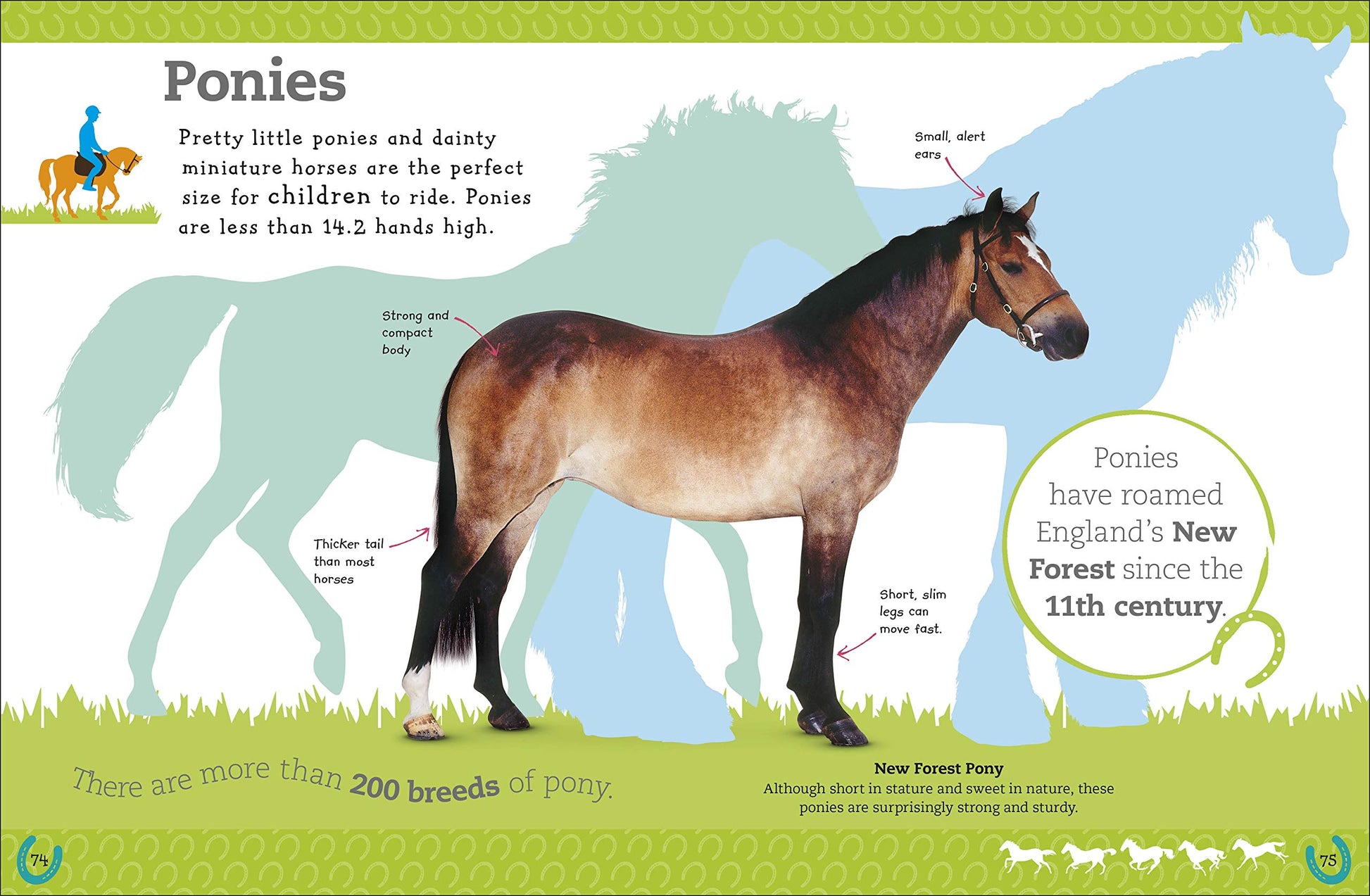 The Everything Book of Horses and Ponies (Everything About Pets)
