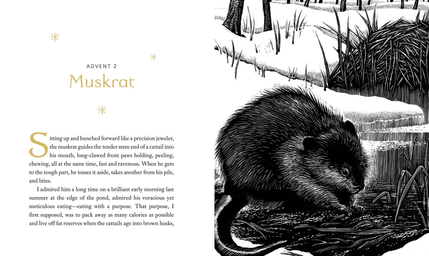 All Creation Waits - Gift Edition: The Advent Mystery of New Beginnings (An illustrated Advent devotional with 25 woodcut animal portraits)