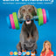 Kyra's Canine Conditioning: Peak Performance & Injury Prevention