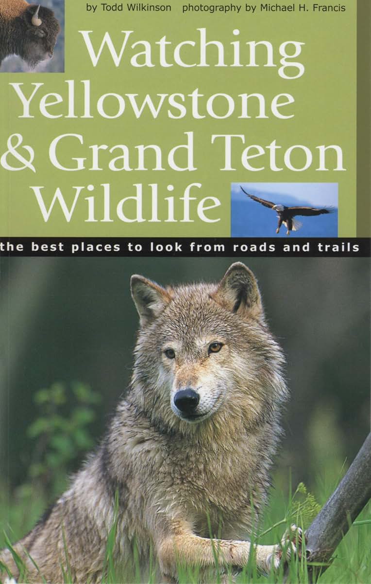 Watching Yellowstone And Grand Teton Wildlife: The Best Places to Look From Roads and Trails