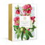 Winter Botanicals: Note Cards and Envelopes: Set of 12 (New York Botanical Garden)