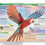 Knowledge Encyclopedia: Animals (Knowledge Encyclopedia For Children)