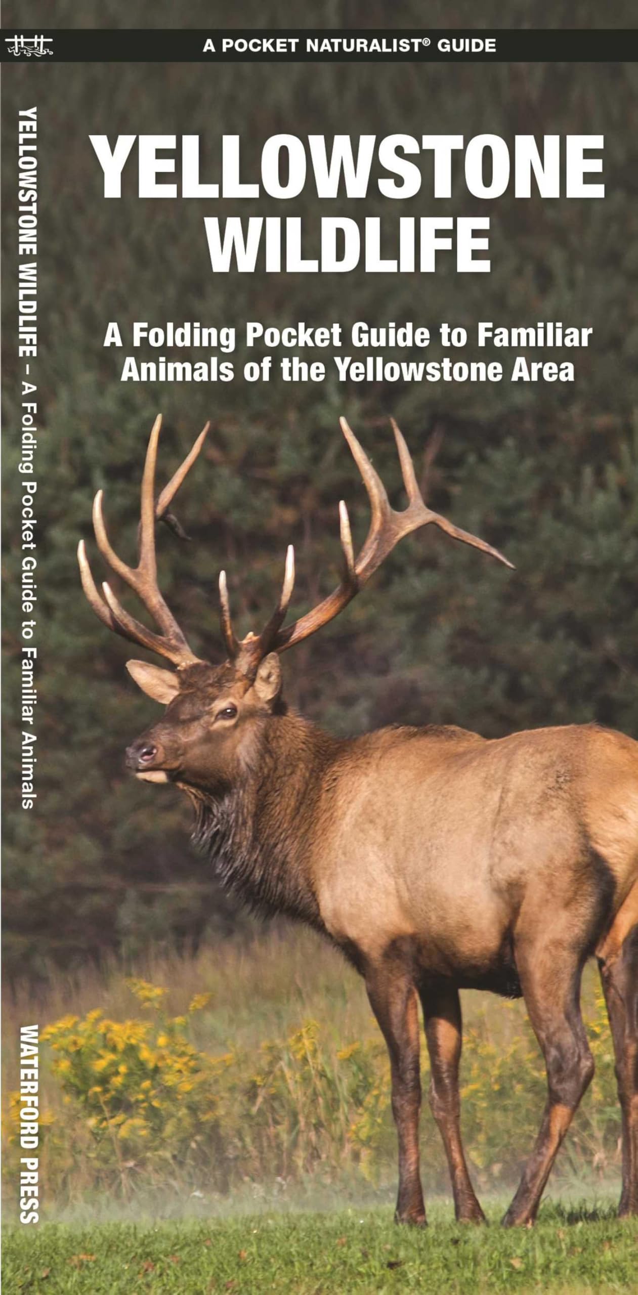 Yellowstone Wildlife: A Folding Pocket Guide to Familiar Animals of the Yellowstone Area (Nature Observation North America)