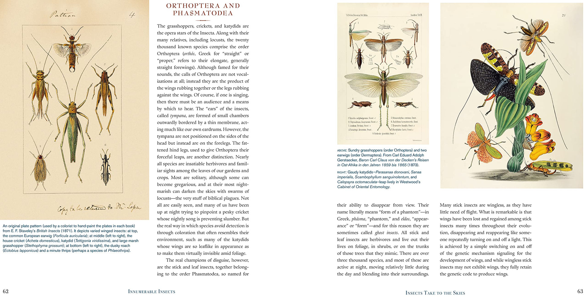 Innumerable Insects: The Story of the Most Diverse and Myriad Animals on Earth (Natural Histories)