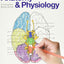 Anatomy and Physiology Coloring Workbook: A Complete Study G