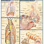 Respiratory System (Quick Study: Academic)