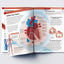 Human Body - Heart And Circulatory System: Knowledge Encyclopedia For Children
