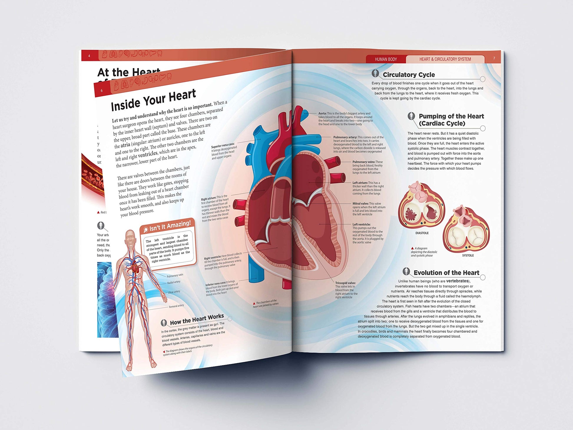 Human Body - Heart And Circulatory System: Knowledge Encyclopedia For Children