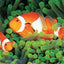 Dive Atlas of the World: An Illustrated Reference to the Bes
