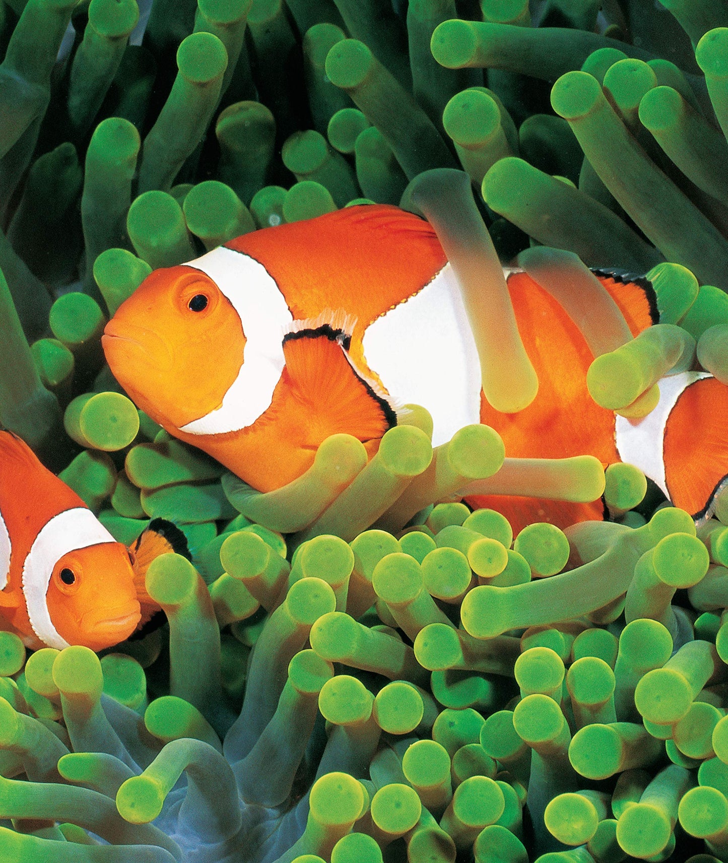 Dive Atlas of the World: An Illustrated Reference to the Bes