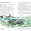 Illustrated Family Bible: Understanding the Greatest Story E