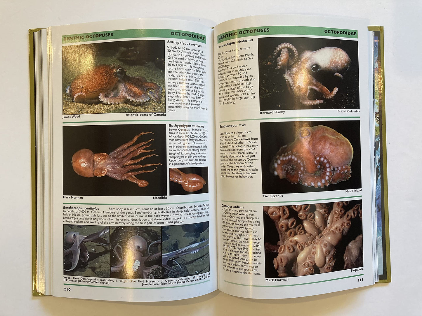 Cephalopods: A World Guide