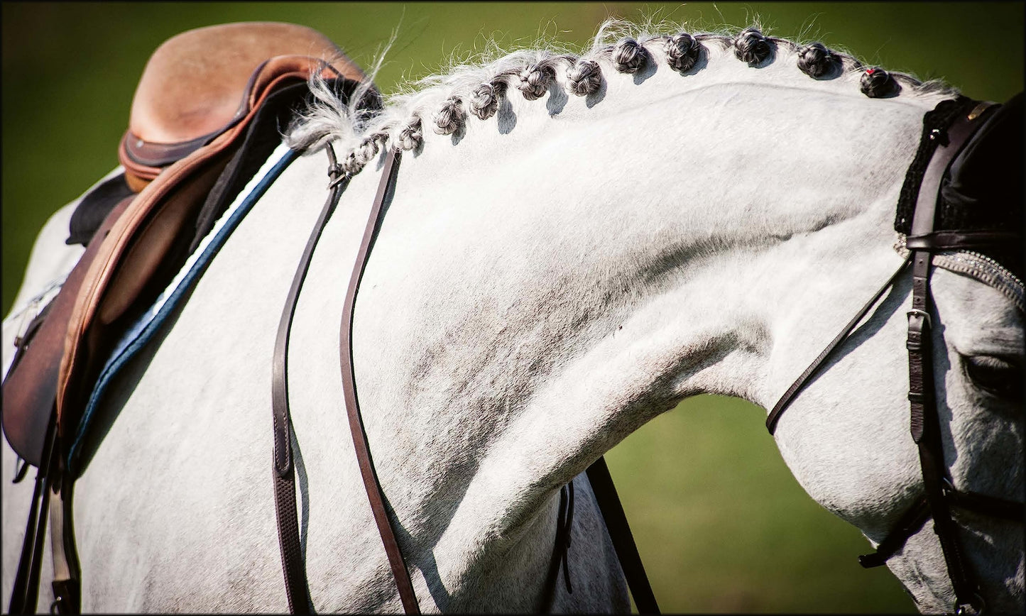 Equestrian Life in the Hamptons