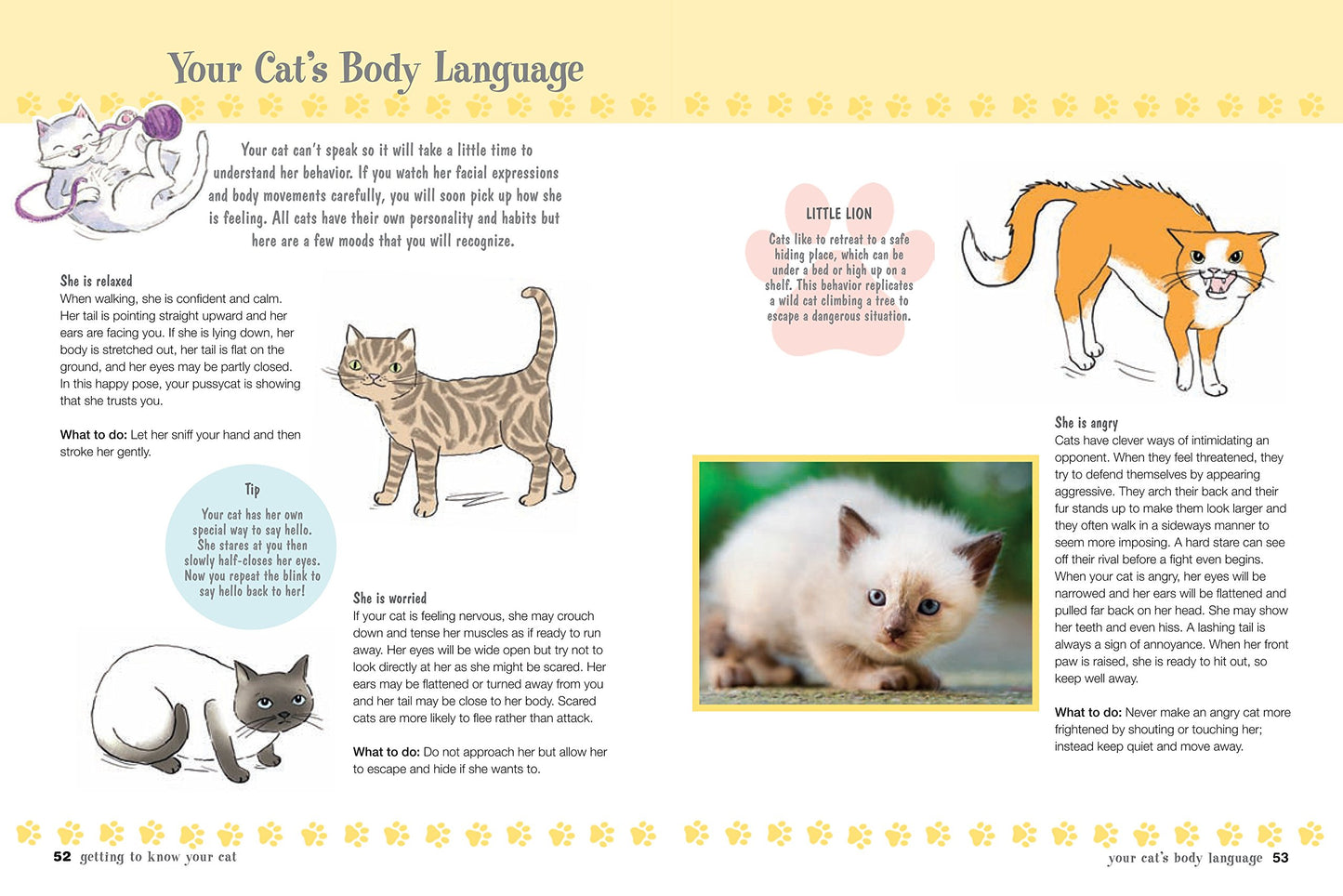 My First Cat Book: Simple and fun ways to care for your feline friend for kids aged 7+