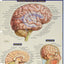 Brain (Quick Study Academic)