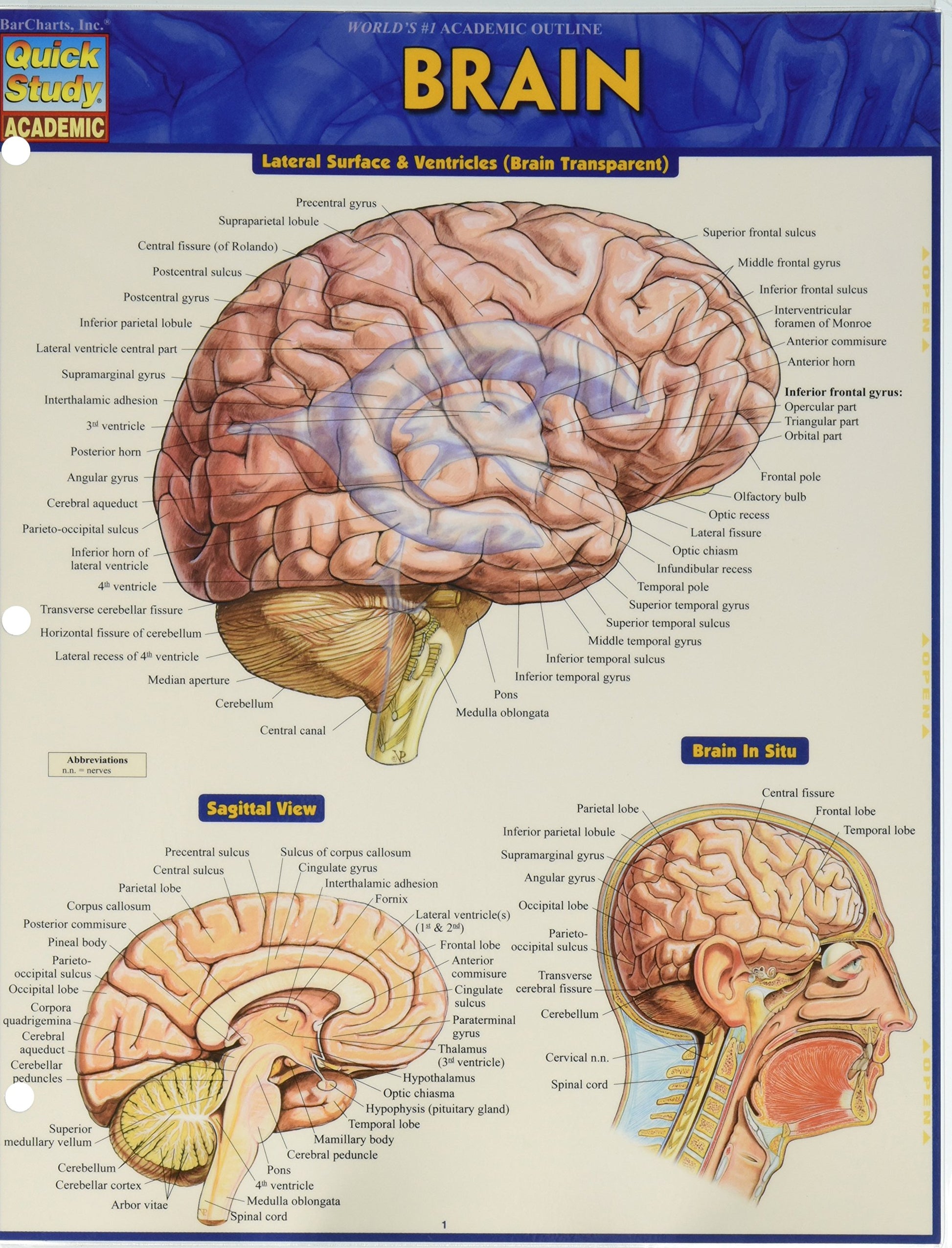 Brain (Quick Study Academic)