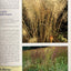 Native Ferns, Moss & Grasses
