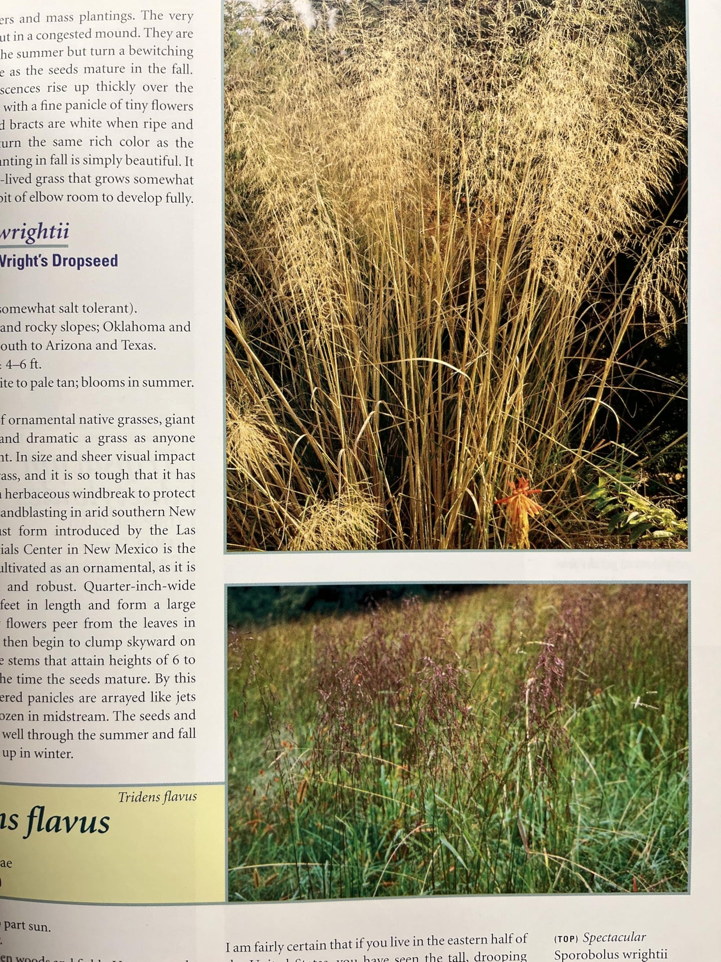Native Ferns, Moss & Grasses