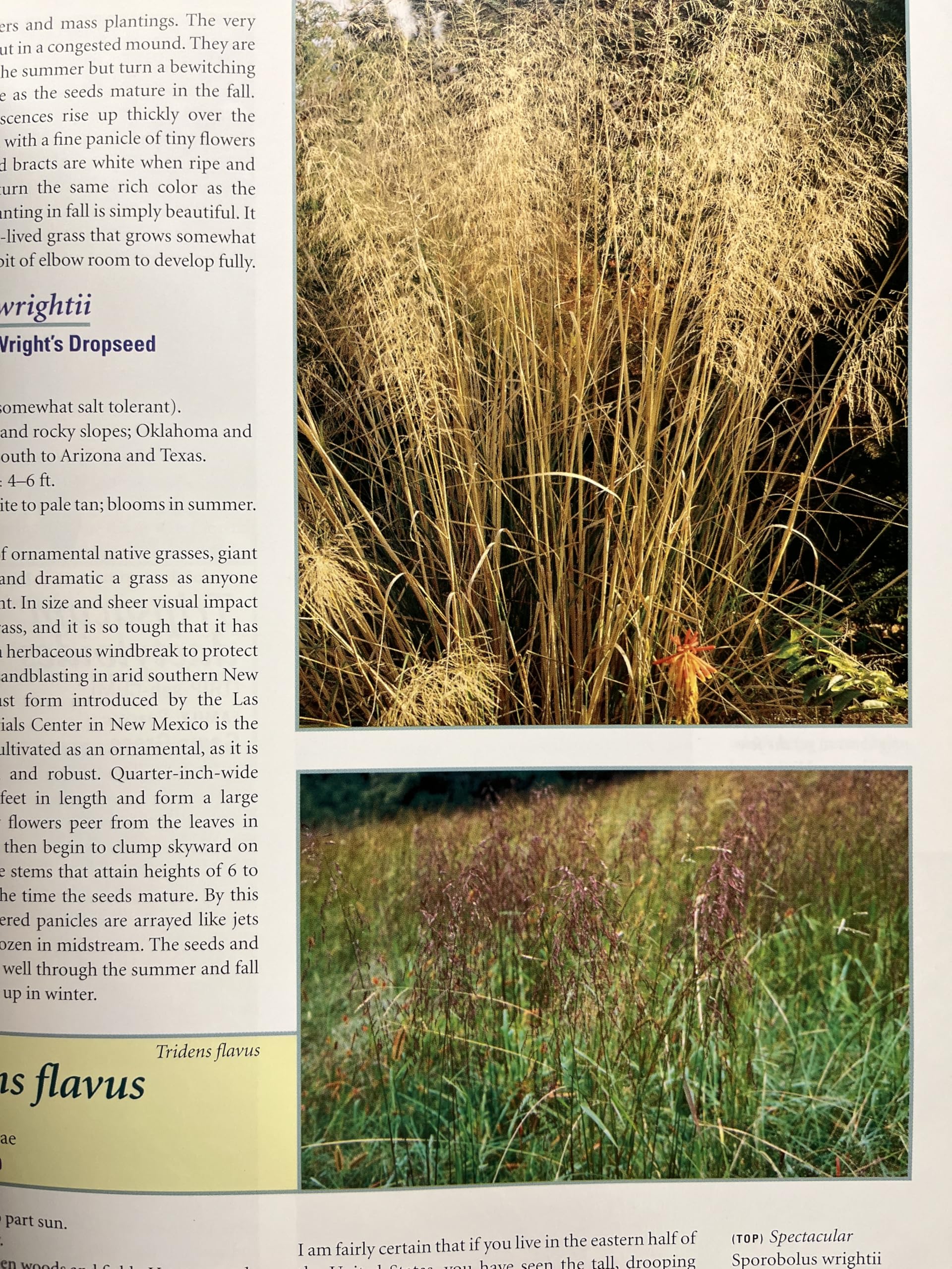 Native Ferns, Moss & Grasses
