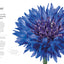 The Flower Book: Let the Beauty of Each Bloom Speak for Itself