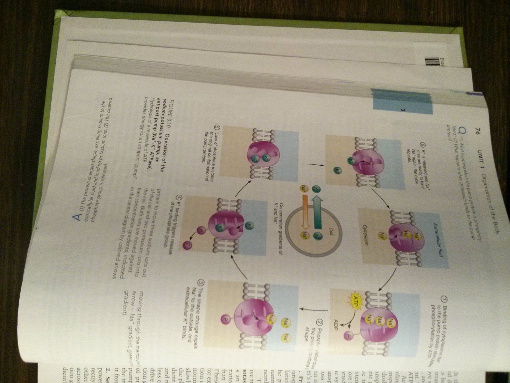 Essentials of Human Anatomy And Physiology