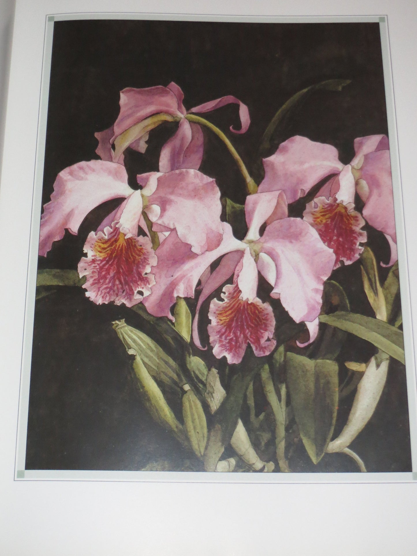 The Forgotten Orchids of Alexandre Brun