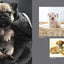 Dogs on Instagram