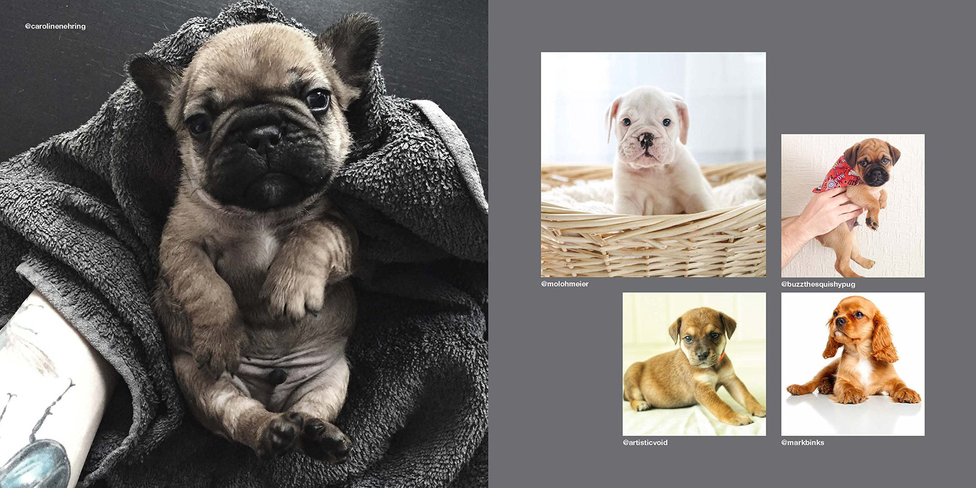 Dogs on Instagram