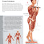 Student's Anatomy of Exercise Manual: 50 Essential Exercises Including Weights, Stretches, and Cardio