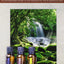 Modern Essentials 5th Edition [Old] - A Contemporary Guide to the Therapeutic Use of Essential Oils