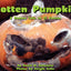 Rotten Pumpkin