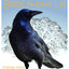 A Californian's Guide to the Birds Among Us