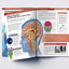 Human Body - Brain And Nervous System: Knowledge Encyclopedia For Children