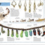 Super Bug Encyclopedia: The Biggest, Fastest, Deadliest Creepy-Crawlers on the Planet (DK Super Nature Encyclopedias)