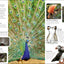 Eyewitness Bird (DK Eyewitness)