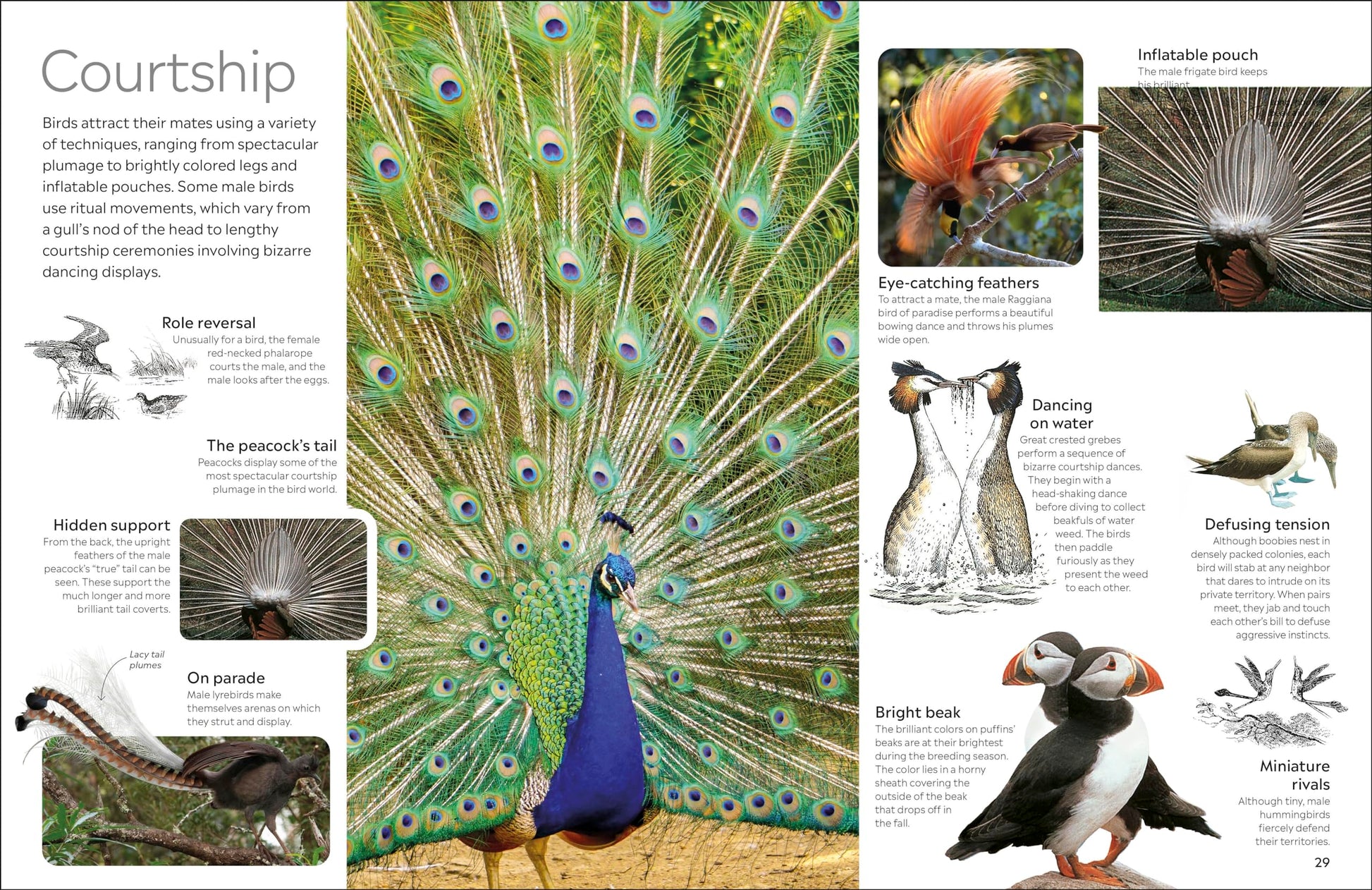 Eyewitness Bird (DK Eyewitness)