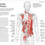 Science of Stretch: Reach Your Flexible Potential by Miakarts Books