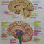 Human Anatomy & Physiology: Cat Version