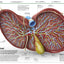 Knowledge Encyclopedia Human Body!: Human Anatomy as You've Never Seen It Before