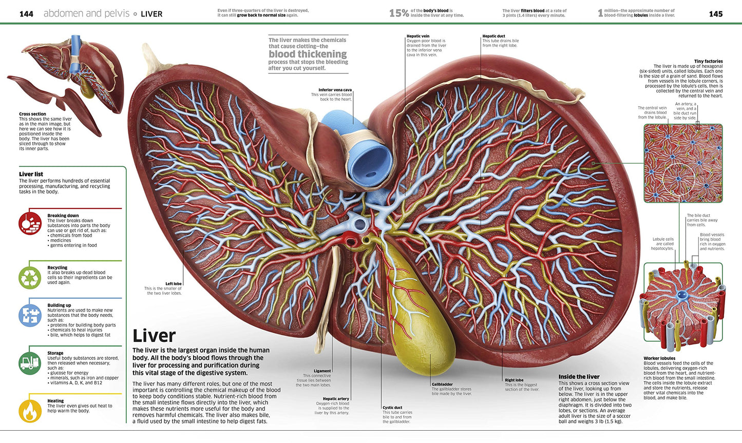 Knowledge Encyclopedia Human Body!: Human Anatomy as You've Never Seen It Before