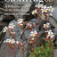 Saxifrages: The Definitive Guide to 2000 Species, Hybrids & Cultivars