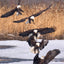 Illustrated Bald Eagle: The Ultimate Reference Guide for Bird Lovers, Woodcarvers, and Artists (Fox Chapel Publishing) Detailed Drawings & Measurements (Denny Rogers Visual Reference)